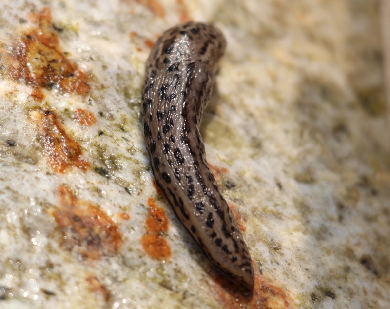 Limax maximus annegato... anzi no!